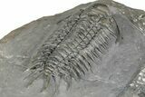Crotalocephalus Trilobite - Jorf, Morocco #355765-4